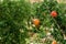 Close up of ripe and ready to pick grapefruit hanging on bush