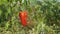 Close-up of ripe red bell pepper hanging on the plant