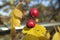 Close up of ripe red berries on branches of rose hips tree with golden leaves