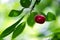 Close up of ripe and red cherry growing on the tree at sunny summer day.