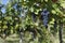 Close up of ripe red grapes ready for autumn harvest