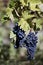 Close up of ripe red grapes ready for autumn harvest