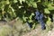 Close up of ripe red grapes ready for autumn harvest