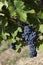 Close up of ripe red grapes ready for autumn harvest