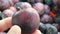 Close-up ripe red plums,natural backyard plums