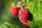 Close up of ripe red raspberries