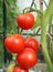 Close up of ripe red tomatoes in greenhouse