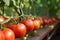 Close-up of ripe red tomatoes grown in a greenhouse. Generative AI