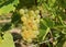 Close up of ripe Ribolla Gialla grape