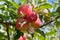 Close up of ripe royal gala apples on a branch with green leaves