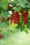 Close up of ripe straw of redcurrant, or red currant Ribes rubrum