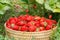 Close-up ripe strawberries in a basket in the garden