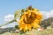 Close-up of a ripe sunflower in late summer with an admiral butterfly collecting nectar and pollen, Germany