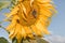 Close-up of a ripe sunflower in late summer with an admiral butterfly collecting nectar and pollen, Germany