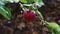 Close up of ripe tasty apple hanging on tree branch. Autumn garden scene. Apple orchard. Detail view of red organic apple shaking