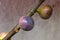 Close up of ripe Tin fruits Ficus carica, Fig fruits, in shallow focus