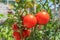 Close up Ripe tomatoes plant in garden