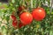 Close up Ripe tomatoes plant in garden