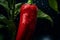 Close-up of ripe, vibrant red chili pepper bathed in soft, natural light in a greenhouse setting