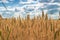 Close up of ripe wheat ears against beautiful sky with clouds