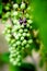 Close up of ripe white wine grape in a vineyard, vertical shot