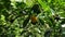 Close up of a ripen citrus fruit with lots of leaves