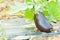 Close-up of ripen eggplant outside in sun light