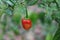 Close up of a ripen red color Capsicum Chinense chili fruit hanging