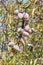 Close up of ripening almond tree at La Palma