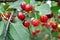 Close-up of ripening  cherries