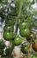 A close up of ripening dark green striped cherry tomatoes of the `Forte Akko F1` variety (an early tomato hybrid)