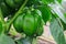 A close up of ripening green bell pepper Capsicum annuum subsp. grossum in the greenhouse, copy space