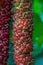 Close-up of ripening mulberry fruit on a mulberry tree