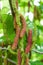 Close-up of ripening mulberry fruit on a mulberry tree