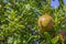 Close-up of ripening pomegranate fruit on a tree