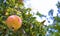 Close-up of ripening pomegranate fruit on a tree in fruit garden in Israel.