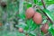 Close up of Ripening Sapodilla fruits on tree, in an organic gar