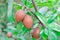 Close up of Ripening Sapodilla fruits on tree, in an organic gar