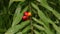 Close up of a ripening seeds in the wild vine