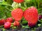 close-up of ripening strawberry