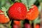 close-up of ripening strawberry