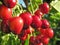 Close-up of ripening sweet cherries