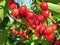 Close-up of ripening sweet cherries