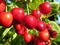 Close-up of ripening sweet cherries