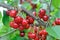 Close-up of ripening sweet cherries