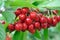 Close-up of ripening sweet cherries