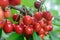 Close-up of ripening sweet cherries