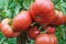 Close-up of ripening tomato