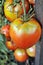 Close-up of ripening tomato