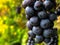 Close-up of ripening wine fruits on the vine